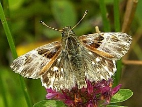 -Tufted Marbled Skipper - Carcharodus flocciferus © Teresa Farino
